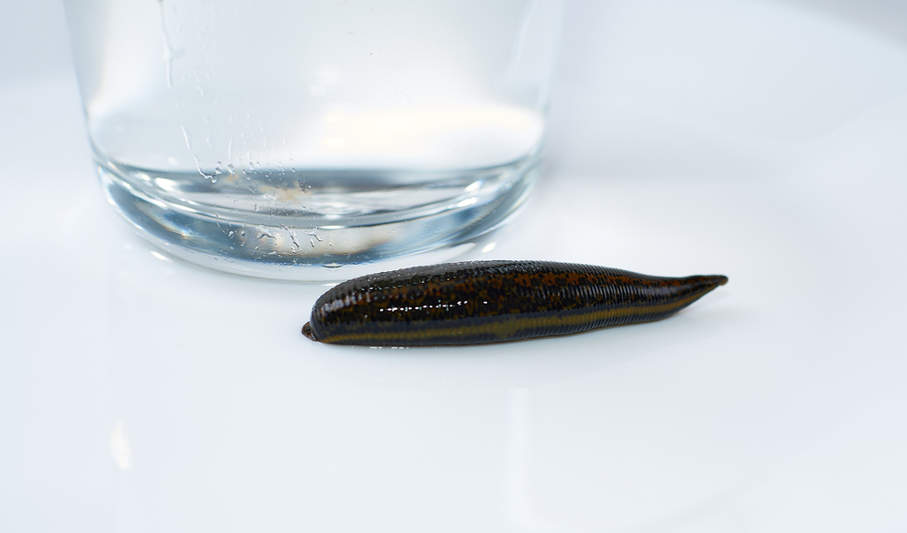 Pijawki Bielsk Podlaski